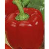 Paprika Jolanta PNOS 0,5 g