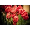 Dimex fototapeta Červené tulipány XL-439 | 330 x 220 cm (Vliesová fototapeta | lepidlo zdarma)