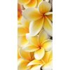 Dimex fototapeta Plumérie S-479 | 110 x 220 cm (Vliesová fototapeta | lepidlo zdarma)