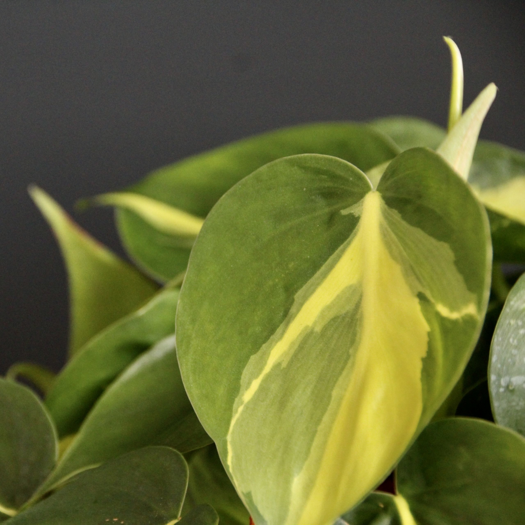 Philodendron Scandens Brasil