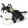 Rappa Plyšový pes husky 36 cm ECO-FRIENDLY