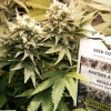 Dutch Passion Master Kush neobsahuje THC 10 ks