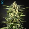 Green House Seed - Jack Herer Auto 5 ks + 5 ks ZADARMO - semená neobsahujú THC