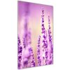 Vertikálny foto obraz akrylový na stenu Levanduľa 50x100 cm