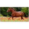 Foto obraz fotografie na skle Kôň na poli makov 100x50 cm