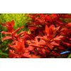 AQZ Rotala Macrandra Rastliny: /in-Vitro LAB Ø 7 cm/
