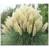 Pampová Tráva biela, semená, obrovské chocholy 2 metre, dekorácia do záhrady