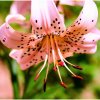 Ľalia Pink tiger - Lilium - predaj cibuľovín - 1 ks