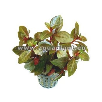 Ludwigia repens Rubin