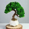 Machovy strom bonsaj 25 cm, prírodná dekorácia pre interiér