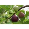 Ficus carica Clt.9 Štandard