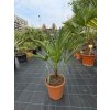 Trachycarpus wagnerianus v celkovej výške 80 cm