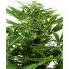 Sensi Seeds Mandarine Punch Auto semena neobsahují THC 3 ks