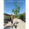 Moruša biela - Morus Alba ´Eldorado´- na 150cm kmeni