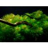 Myriophyllum brasiliensis - Stolístok brazílsky