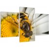 Obraz - detail včely (Obraz 90x60cm)
