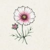 Jora Dahl Cosmos bipinnatus 