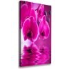 Vertikálny foto obraz na plátne Ružová orchidea 50x100 cm