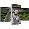 Obraz na stenu - opice (Obraz 90x60cm)