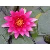 Lekno Charles de Meurville pink, kont. p11
