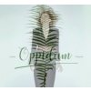 Filipová Lenka - Oppidum / Digipack [CD]