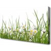 Obraz na plátne Tráva sedmokrásky príroda 100x50 cm