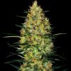 Sensi Seeds Research - Caramellow Kush Automatic 3 ks - Semená neobsahujú THC