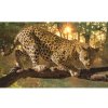Fototapeta na stenu - FT0160 - Leopard 312cm x 219cm - Vliesová fototapeta