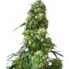 Sensi Seeds Cannabis Seeds Early Skunk® Feminized, 3-25 ks 3 ks