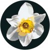 Vymalujsisam.sk Maľovanie podľa čísiel - Kvet narcisu Veľkosť: 50x50cm, Rám: Okrúhly rám
