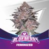 BSF Seeds - Blueberry 2 ks - Semená neobsahujú THC