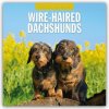 Wire-Haired Dachshunds Rauhaardackel 16-Monats 2026