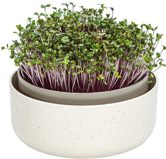 Plastia klíčiaca miska MICROGREENS - slonová kosť s kávovou usadeninou