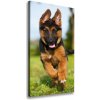 Vertikálny foto obraz na plátne Nemecký ovčiak 50x100 cm