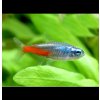 Neonka diamantová 10 ks - Paracheirodon innesi diamant