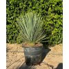 Yucca rostrata 15l