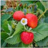 Jahody stáleplodiace Elan F1 - Fragaria ananassa - predaj semien - 10 ks