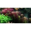AQZ Limnophila Hippuridoides Rastliny: /in-Vitro Aqua-art/