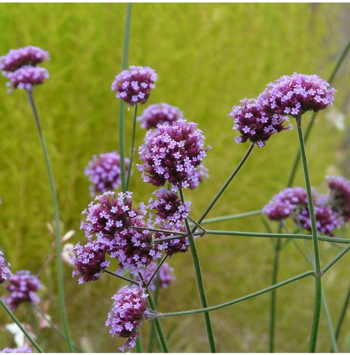 Železník argentínsky - Verbena bonariensis - semená - 200 ks