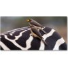 Foto obraz akrylový do obývačky Vtáky a zebra 100x50 cm