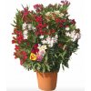 Nerium Oleander Multicolor - výška 130-150 CM s kvetináčom (kvetináč šírka 42cm)