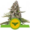 Royal Queen seeds Sherbet Queen Automatic neobsahují THC 10 ks