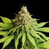 Kannabia Seeds - Hellfire OG 10 ks - Semená neobsahujú THC