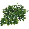 Lucky Reptile Turtle Plants Bacopa cca 40 cm