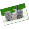 Kuchynská doska zo skla Tri mačky na deke 80x52 cm