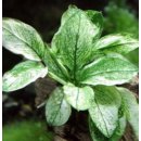 Anubias Nana Pinto