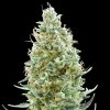 Advanced Seeds - Amnesia Fast 1 ks - Semená neobsahujú THC.