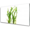 Obraz na skle Bambus stonka kvet rastlina 100x50 cm