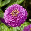 Cínia pôvabná Purple Prince - Zinnia elegans - semená - 50 ks