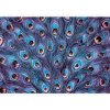 Fototapeta - FT6487 - Pávie perá - modrý efekt Vlies 110gr - 368cm x 280cm